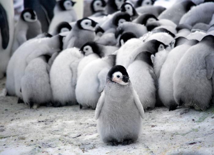 Как императорские пингвины согревают своих пингвинят 