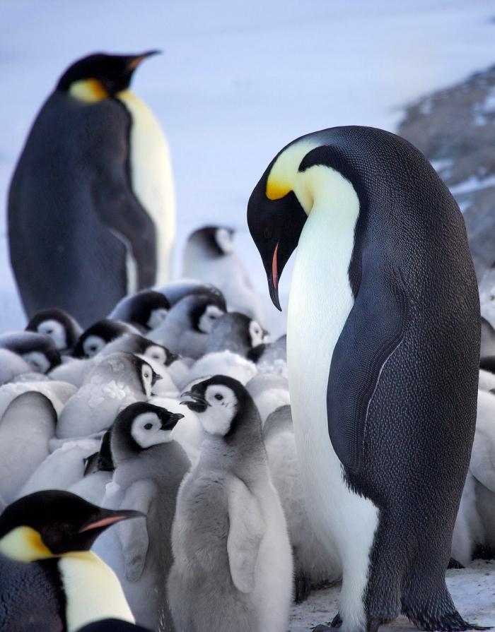 Как императорские пингвины согревают своих пингвинят 
