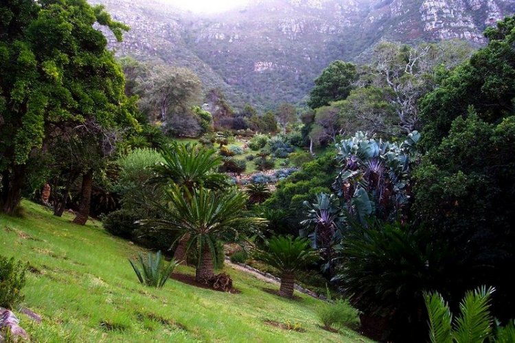 Сад Кирстенбош - царство флоры в Южной Африке