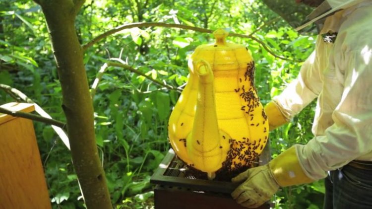 Пчелы вылепили чайник из сот
