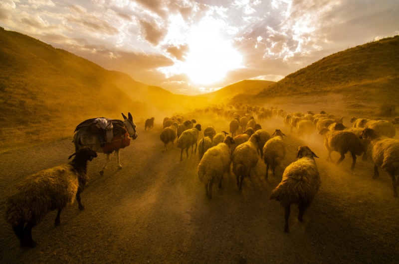Забавные и очаровательные фотографии овец