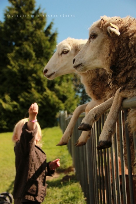 Забавные и очаровательные фотографии овец