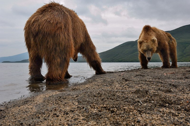 Дикие животные в кадре известного фотографа Сергея Горшкова