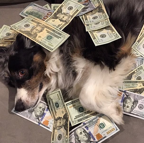Жизнь собак богатых хозяев на фото из Instagram