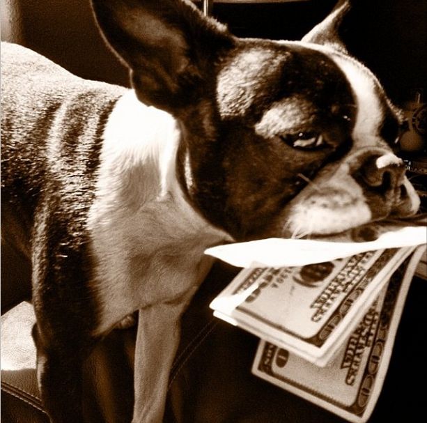 Жизнь собак богатых хозяев на фото из Instagram