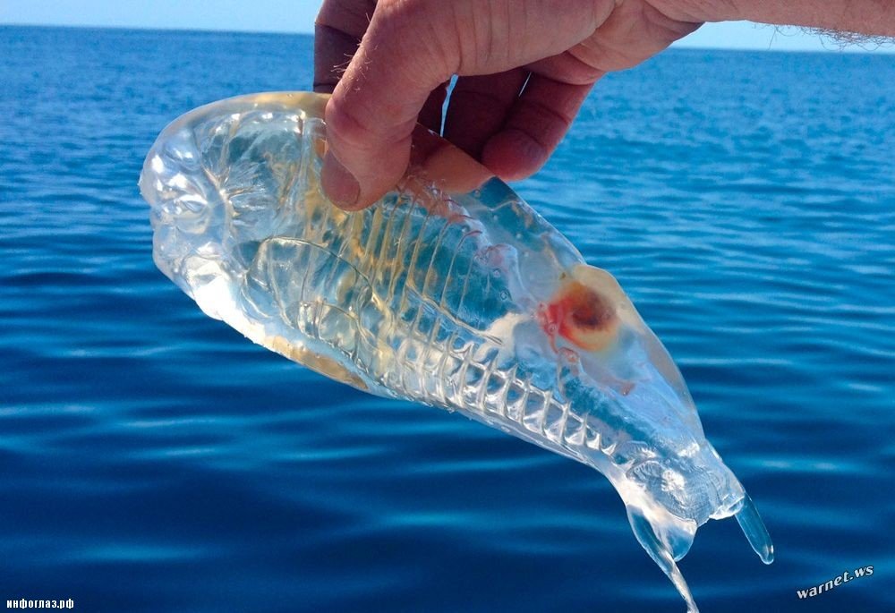 Сальпа - прозрачная рыба
