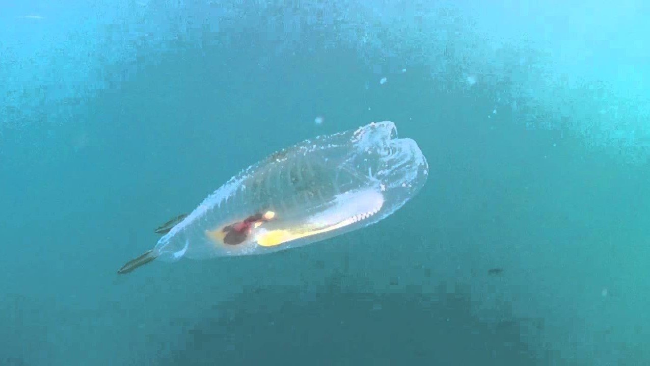 Сальпа - прозрачная рыба