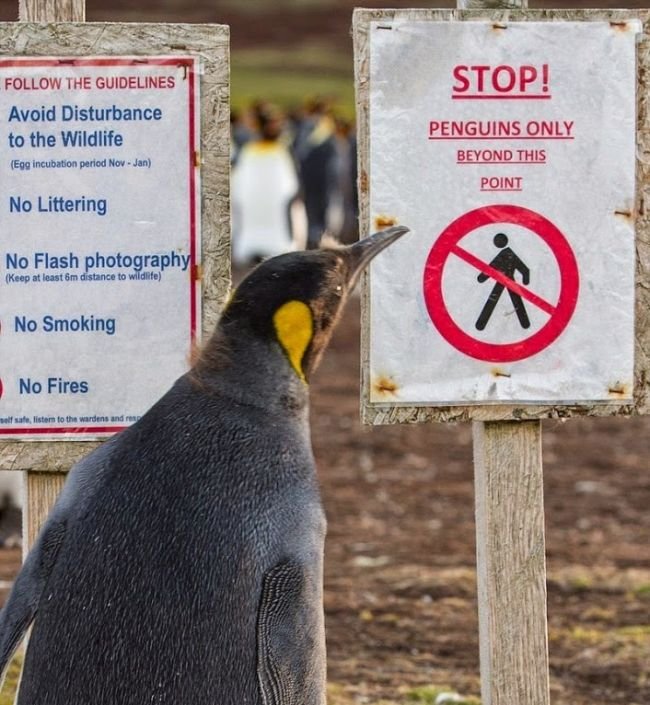 Заминированное побережье стало домом для пингвинов