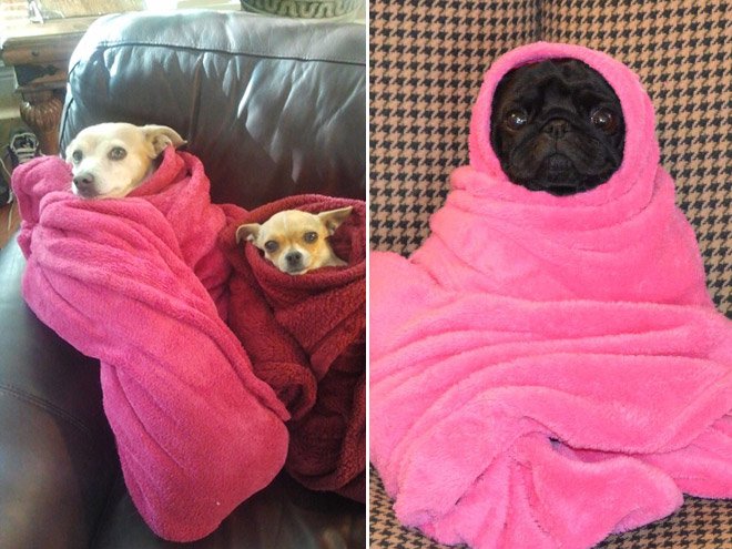 Собаки, завёрнутые в простынки и полотенца