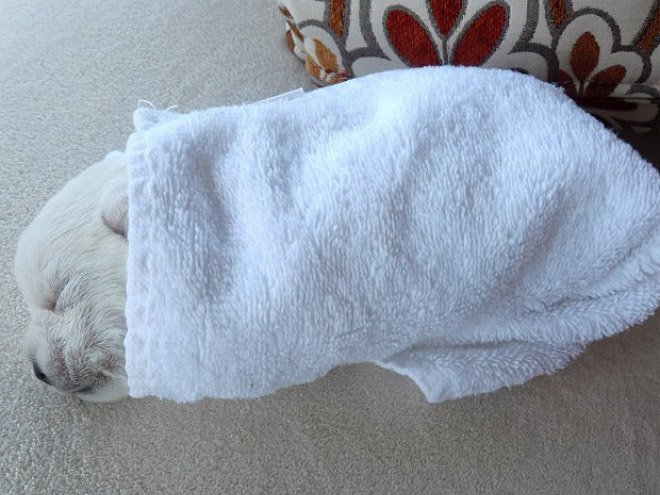 Собаки, завёрнутые в простынки и полотенца