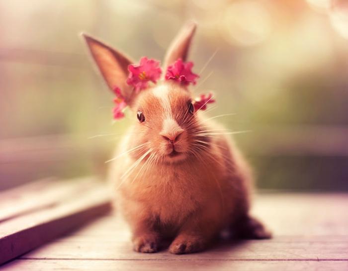 Милые фото кроликов