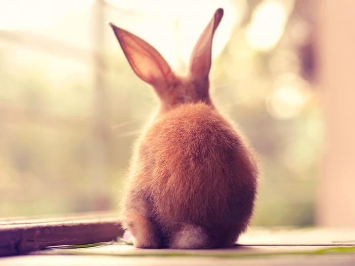 Милые фото кроликов