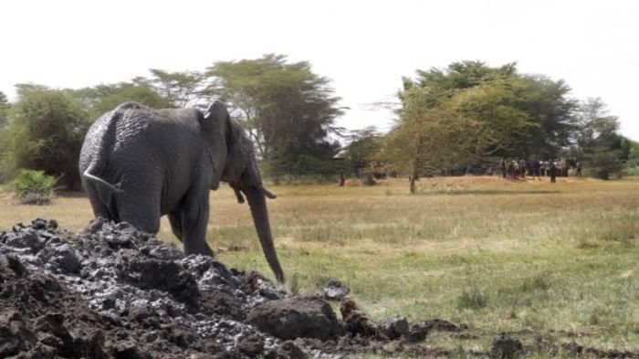 Экскаватор помог спасти слона из навозной ямы
