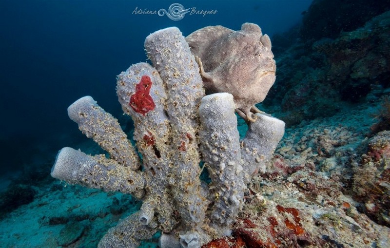 Удивительный мир коралловых рифов