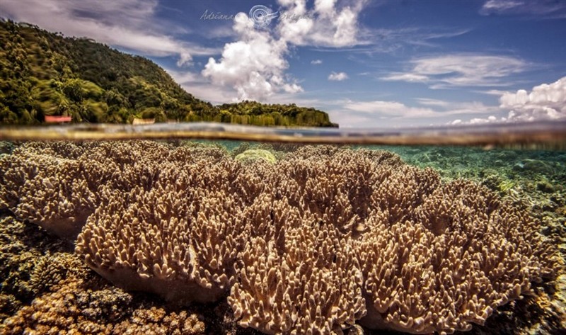 Удивительный мир коралловых рифов