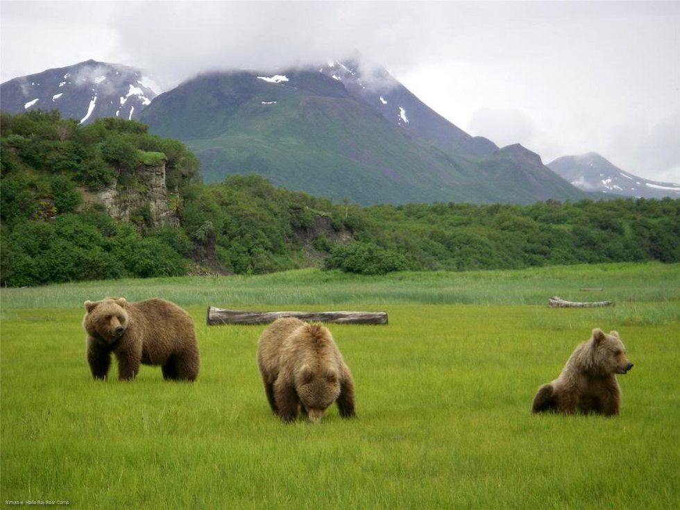 Медвежий лагерь на Аляске