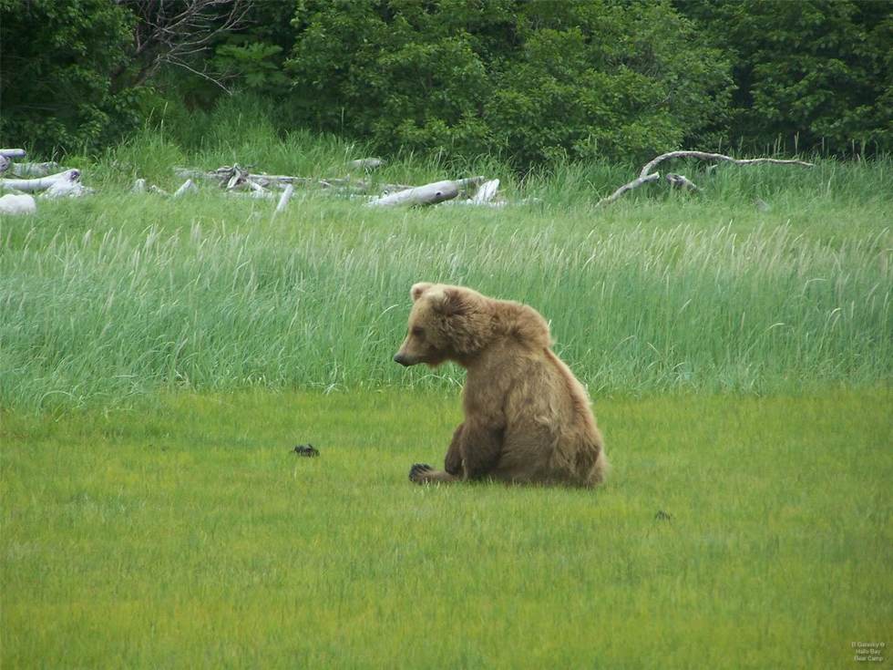 Медвежий лагерь на Аляске