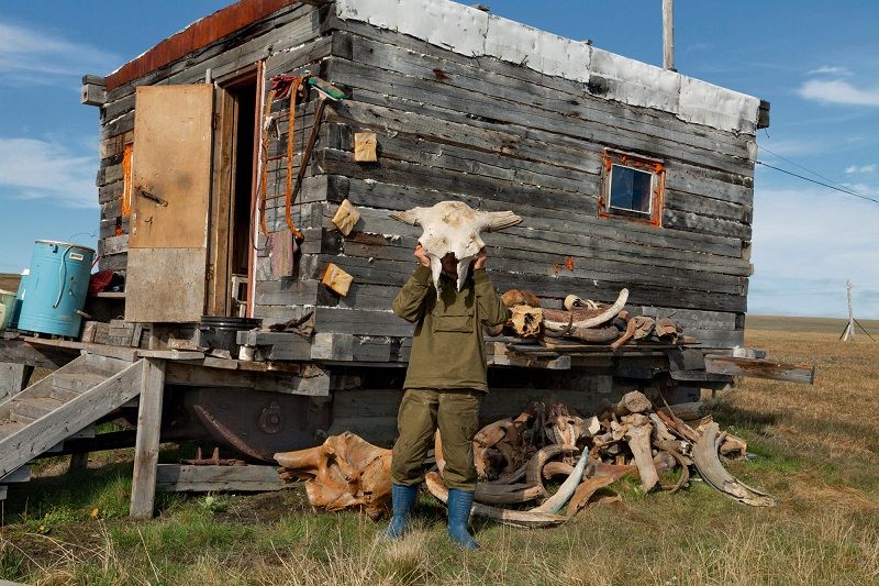 Залежи бивней мамонтов в Сибири