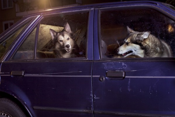 Собаки, которых забыли в автомобилях
