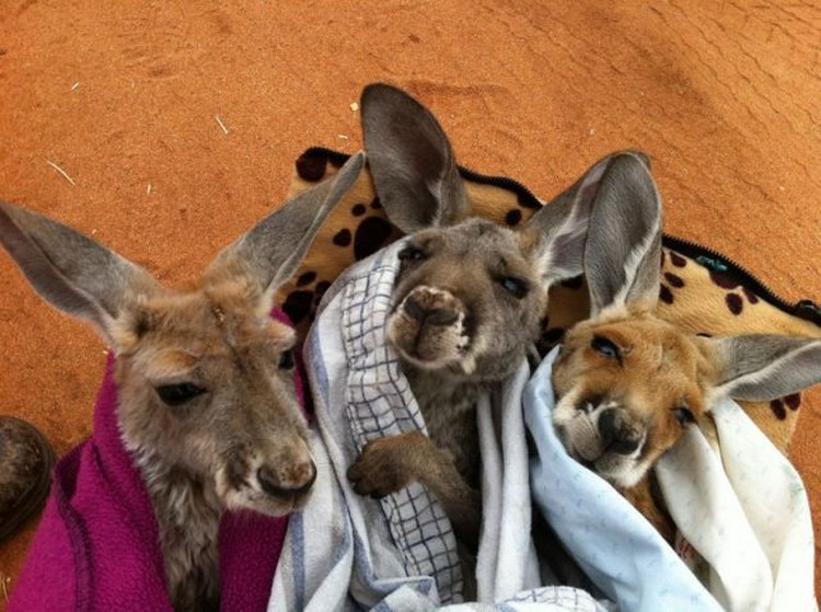 Приют для осиротевших кенгурят