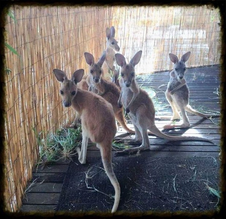 Приют для осиротевших кенгурят