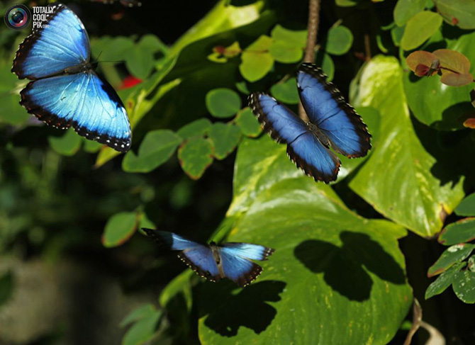 Выставка Джунгли с бабочками в Сан-Диего