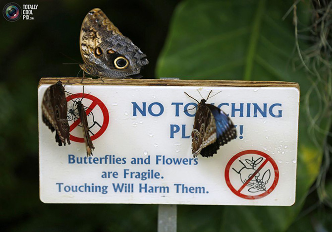 Выставка Джунгли с бабочками в Сан-Диего