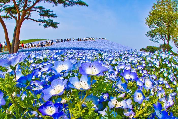 Цветочные поля весной в японском парке Хитачи