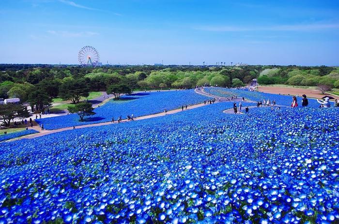 Цветочные поля весной в японском парке Хитачи