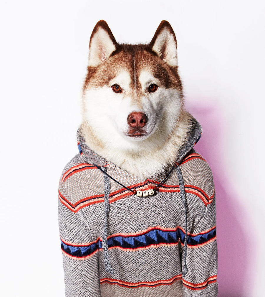 Коллекция одежды для собак-модников