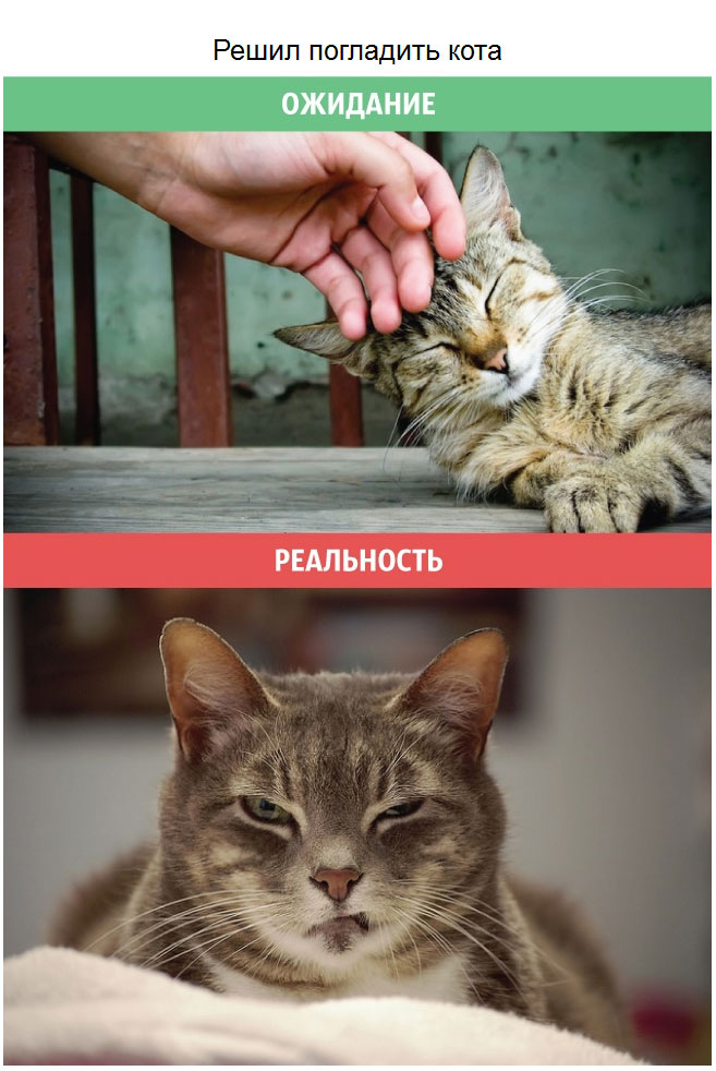 Коты: ожидания и реальность
