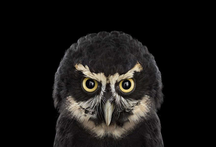 Мистические совы от фотографа Брэда Уилсона