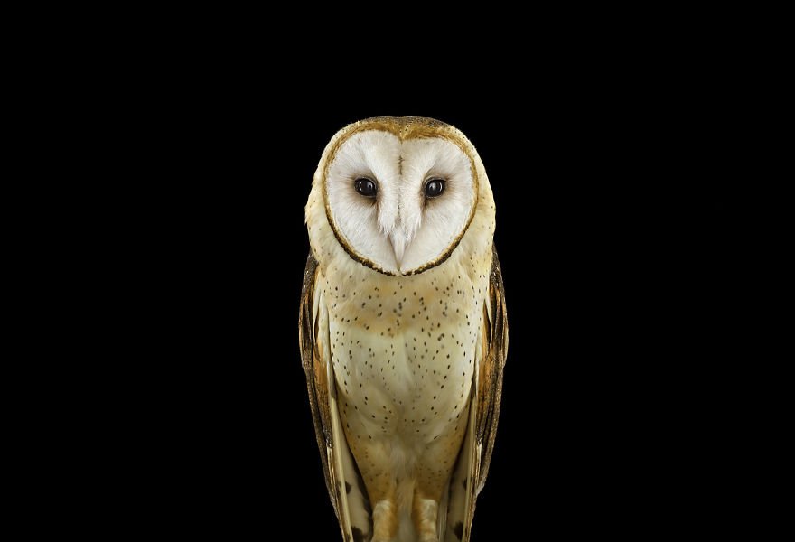Мистические совы от фотографа Брэда Уилсона