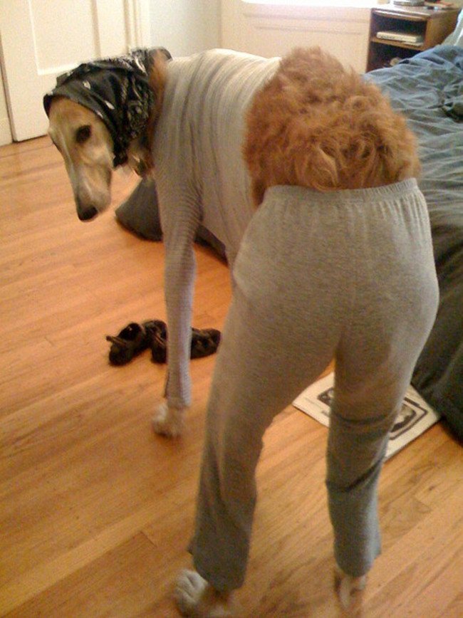 Собаки в пижамках