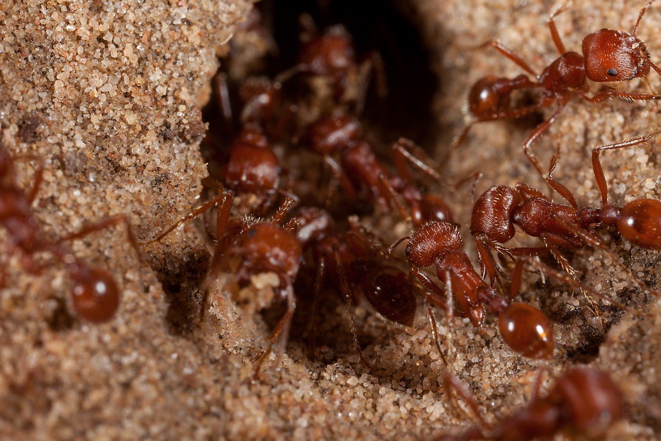 10 насекомых с самыми болезненными укусами