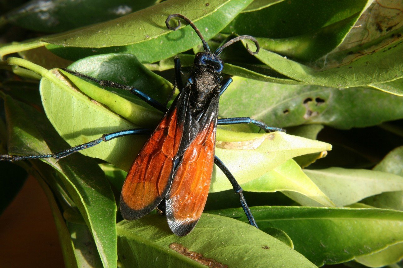 10 насекомых с самыми болезненными укусами