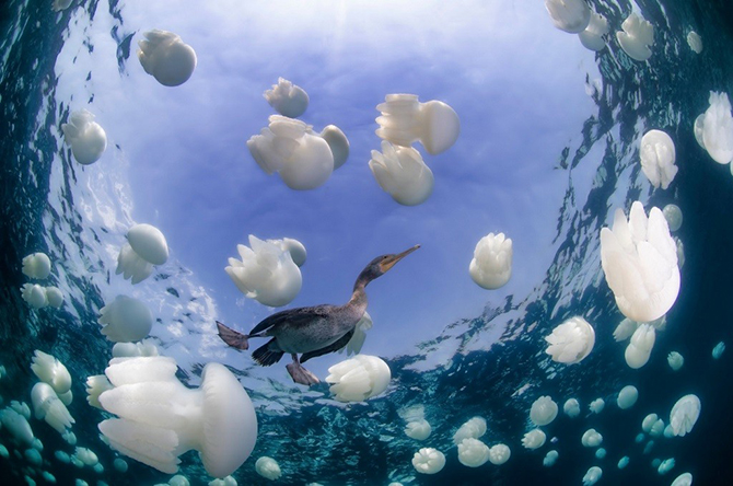 Победители конкурса Лучший подводный фотограф 2015