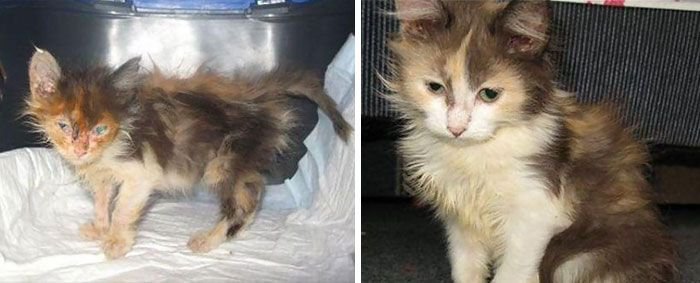 Коты до и после спасения
