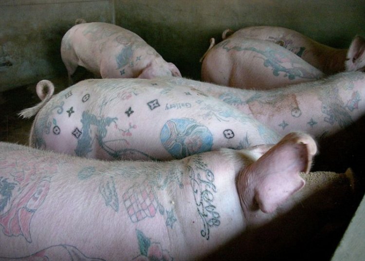 Татуировки на свиньях как прибыльный бизнес
