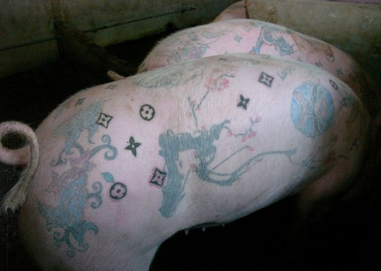 Татуировки на свиньях как прибыльный бизнес