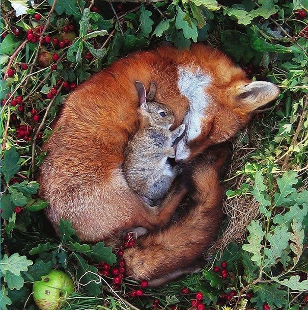 Животные, которые любят поспать вместе