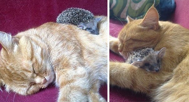 Животные, которые любят поспать вместе