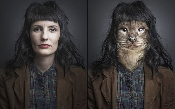 Кошки в образах своих хозяев от Себастьяна Манани