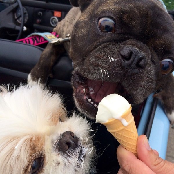 Собаки тоже любят лопать мороженное