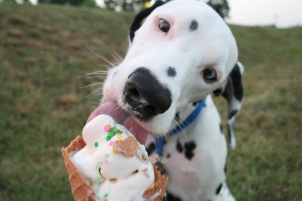 Собаки тоже любят лопать мороженное