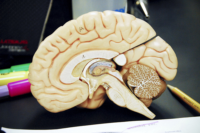 33 интересных факта про мозг