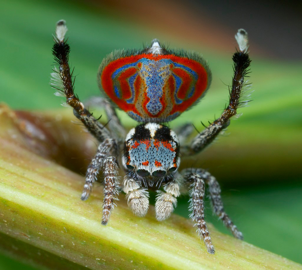 Виды пауков в мире фото с названиями