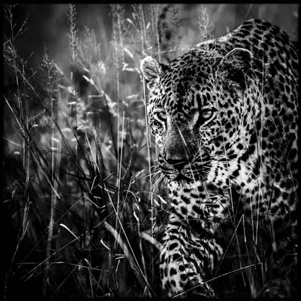 Животные Африки в черно-белых фотографиях Лорана Баху