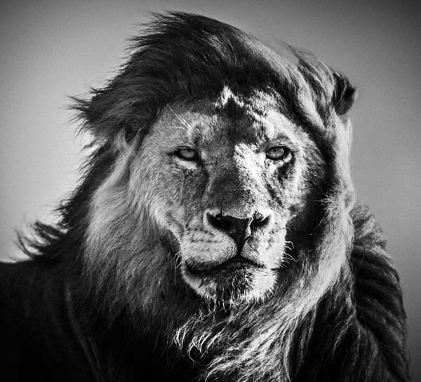 Животные Африки в черно-белых фотографиях Лорана Баху