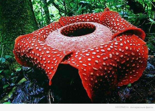 Раффлезия Арнольди - самый большой цветок в мире